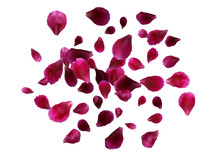 Abstract Background With Flying Pink, Red Rose Petals