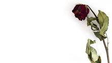 A Dry Red Rose With White Background