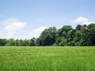 country side, grass