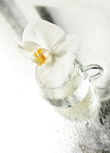 Delicate Flower White Orchid Close Up In A Glass Cup

