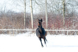 Fototapeta  - Horse bay color running on white snowy fiel