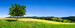 Landschaft mit grüner Wiese und Baum vor blauem Himmel