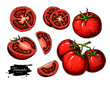 Tomato vector drawing set. Isolated tomato, sliced piece vegetables on branch