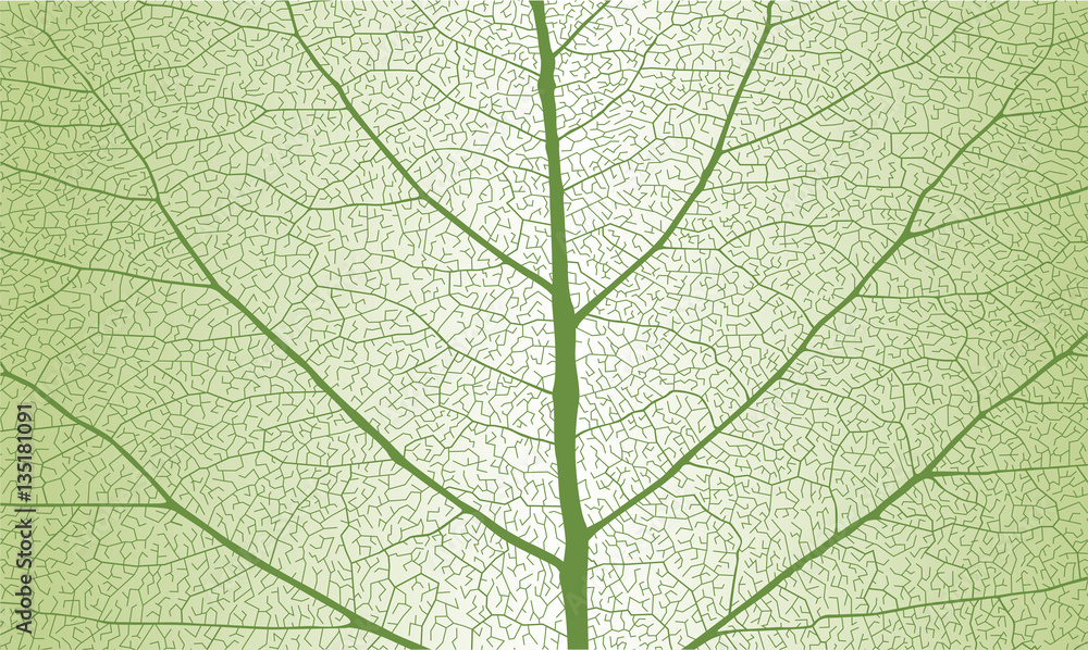 Leaf with rib, close up - obrazy, fototapety, plakaty 