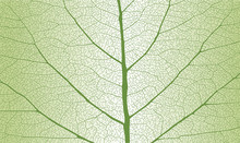 Leaf With Rib, Close Up