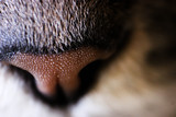 Fototapeta Dmuchawce - macro del naso rugoso del mio gatto