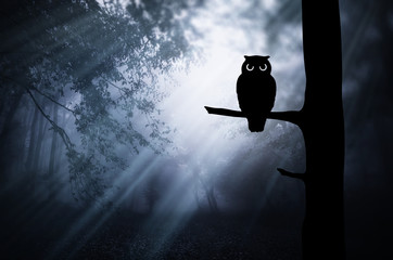 Wall Mural - Gloomy Halloween landscape. Owl silhouette on tree branch in dark scary forest at night