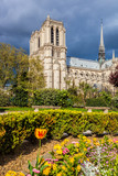 Fototapeta Paryż - Notre Dame cathedral during spring time in Paris, France