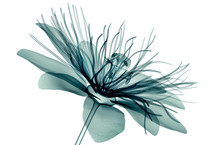 X-ray Image Flower Isolated  , Passion Flower