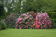 Colourful Rhododendron Bushes