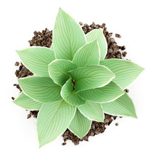 Top View Of Hosta Plant Isolated On White Background