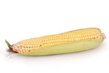 isolated corn