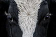 Cow, face close up