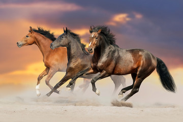 Wall Mural - Three bay horse run gallop in desert dust