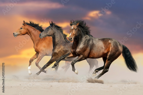 Plakat Trzy zatoki koni uruchomić galop w pył pustyni