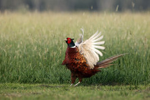 The Common Pheasant (Phasianus Colchicus) Mating Call In The Grass