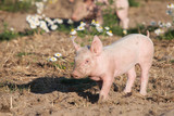 Fototapeta Zwierzęta - Junges Schwein auf Biohof
