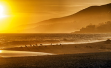 Silhouettes Of Seagulls On California Beach With Hazy Sunset Background