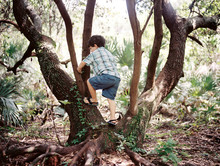 Young Boy Climbing Tree 