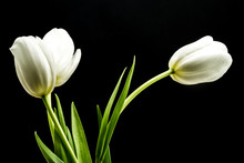 White Tulips On Black Background