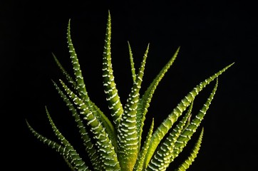 Focused green succulent plant on black background