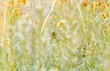 Wespenspinne (Argiope bruennichi) (auch Zebraspinne, Tigerspinne oder Seidenbandspinne) wartet in Thymianbusch auf Beute, Korsika, Frankreich, Europa 