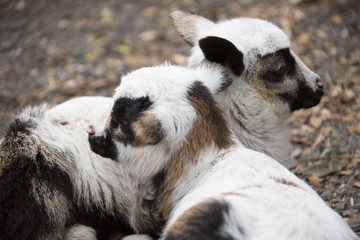 baby goats