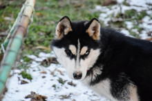 Husky Dog With Different Eyes. Black And White Husky. Brown And Blue Eyes