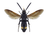 Fototapeta Motyle - Wasp Scolia hortorum nouveli (male) on a white background