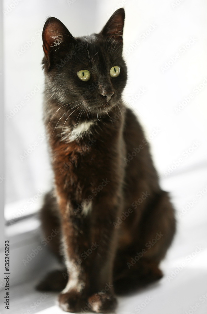 Cute black cat sitting on window sill at home, close up view
