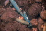 Fototapeta Do akwarium - bullets on a sea bottom