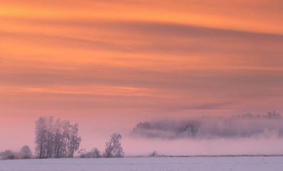 Wall Mural - Pink fog in winter morning