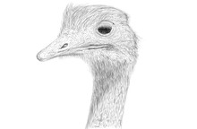 Hand Drawn Ostrich Bird Head Illustration. Lines Art Illustration Draw Ostrich.