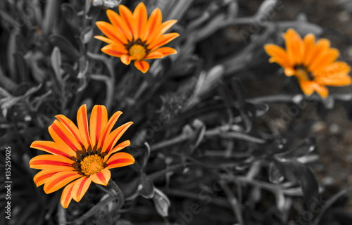 Naklejka nad blat kuchenny Three Orange Daisies