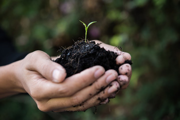 Wall Mural - Women hand are planting the seedlings into the soil.