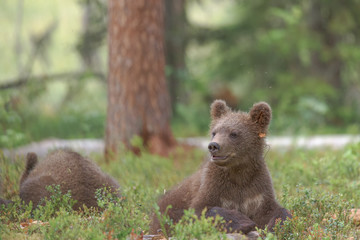 Wall Mural - Bear cub (Ursus arctos) wakes up from a nap