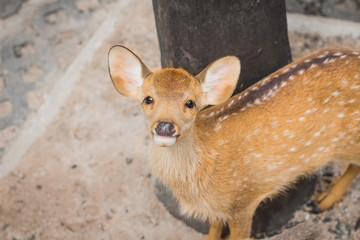 Fawn in the daytime.