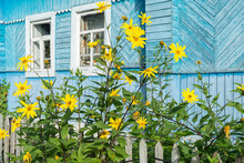Bright Sunny Yellow Topinambour Flowers In Palisade In Front Of Old Wooden House. Bulatovo, Kaluzhsky Region, Russia.
