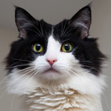 Fototapeta  - curious black and white cat