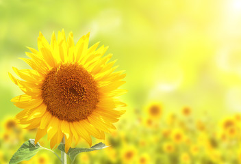 Fotomurales - Sunflowers on blurred sunny background