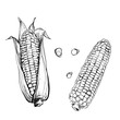 Hand drawn vector illustration set of corn, grain, stalk. sketch. Vector eps 8