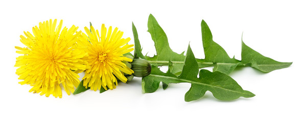 Two dandelions with leaves.