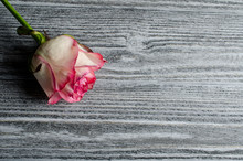Beautiful Dry Rose Against An Aged Gray Wooden Background, With Copy Space For Your Text