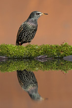 Male And Female Starlings Taken In Beautiful Light To Show The Amazing Colours Of The Bird.