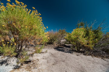 Bush and plants of the Yosemite National Park, USA