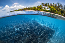 Underwater Split Shot Of The Sea Weed Garden On The Island Of Nusa Penida, Bali, Indonesia