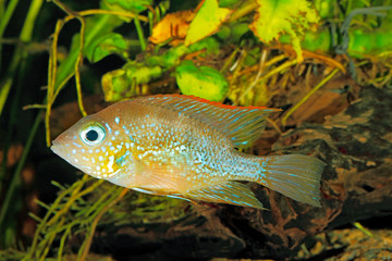 Wall Mural - Mexican gold cichlid (Thorichthys aureus) - female