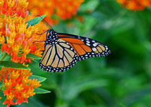 Monarch Butterfly Feeding On Milkweed