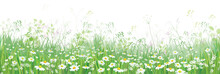 Vector  Blossoming Flowers  Field, Nature Border Isolated.