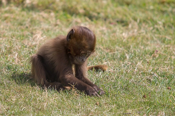 photograph of a young Gelada baboon grazing